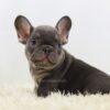 Image of Beans, a French Bulldog puppy