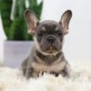 Image of Biscuit, a French Bulldog puppy