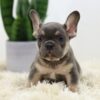 Image of Biscuit, a French Bulldog puppy