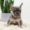 Image of Biscuit, a French Bulldog puppy