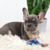 Image of Biscuit, a French Bulldog puppy