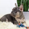 Image of Biscuit, a French Bulldog puppy