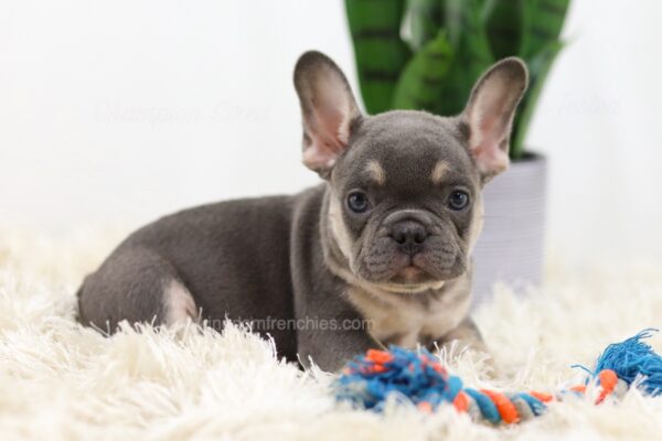 Image of Biscuit, a French Bulldog puppy