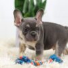 Image of Biscuit, a French Bulldog puppy