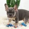 Image of Biscuit, a French Bulldog puppy