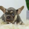 Image of Duke, a French Bulldog puppy