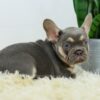 Image of Duke, a French Bulldog puppy