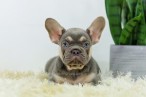 Image of Duke, a French Bulldog puppy