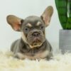 Image of Duke, a French Bulldog puppy