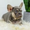 Image of Duke, a French Bulldog puppy