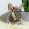 Image of Duke, a French Bulldog puppy