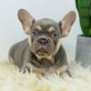 Image of Duke, a French Bulldog puppy