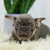 Image of Duster, a French Bulldog puppy