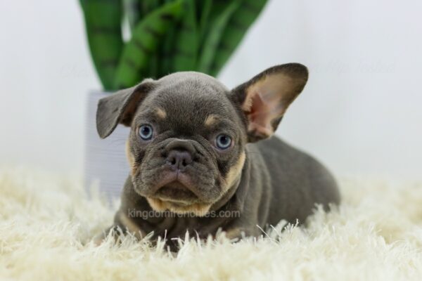 Image of Duster, a French Bulldog puppy