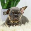 Image of Duster, a French Bulldog puppy