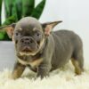 Image of Duster, a French Bulldog puppy