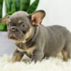 Image of Duster, a French Bulldog puppy