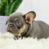 Image of Duster, a French Bulldog puppy