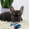 Image of Hugo, a French Bulldog puppy