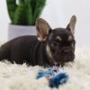 Image of Hugo, a French Bulldog puppy