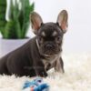 Image of Hugo, a French Bulldog puppy