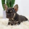 Image of Hugo, a French Bulldog puppy