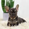 Image of Hugo, a French Bulldog puppy