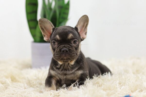 Image of Hugo, a French Bulldog puppy