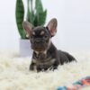 Image of Hugo, a French Bulldog puppy