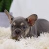 Image of Mac, a French Bulldog puppy