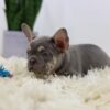 Image of Mac, a French Bulldog puppy