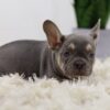 Image of Mac, a French Bulldog puppy