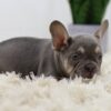 Image of Mac, a French Bulldog puppy