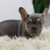 Image of Mac, a French Bulldog puppy