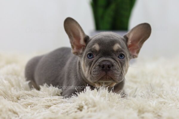 Image of Mac, a French Bulldog puppy