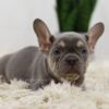 Image of Mac, a French Bulldog puppy