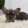 Image of Mochi, a French Bulldog puppy