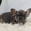 Image of Mochi, a French Bulldog puppy