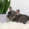 Image of Mochi, a French Bulldog puppy