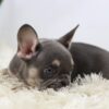 Image of Mochi, a French Bulldog puppy