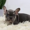 Image of Mochi, a French Bulldog puppy