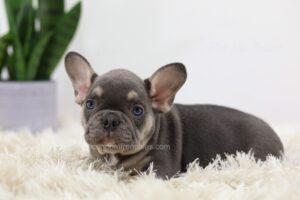 Image of Mochi, a French Bulldog puppy