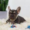 Image of Nala, a French Bulldog puppy