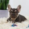 Image of Nala, a French Bulldog puppy