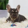 Image of Nala, a French Bulldog puppy