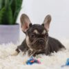 Image of Nala, a French Bulldog puppy