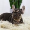 Image of Nala, a French Bulldog puppy