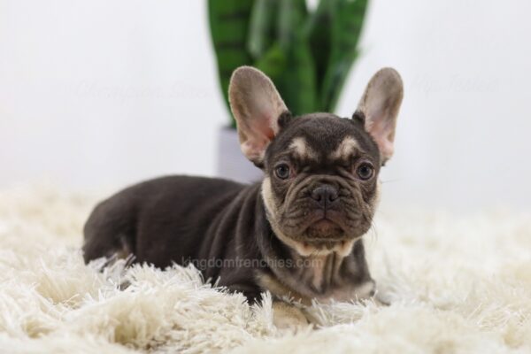 Image of Nala, a French Bulldog puppy