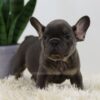 Image of Peanut, a French Bulldog puppy