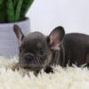 Image of Peanut, a French Bulldog puppy